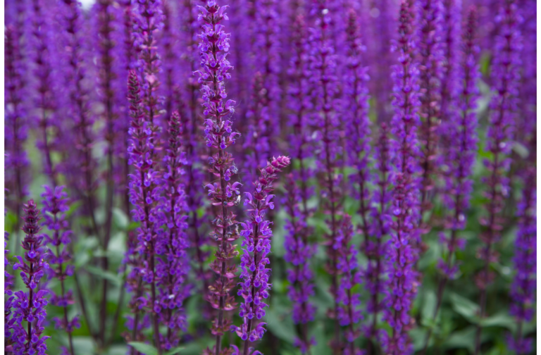 Perennials For Sale Newington CT Stonehedge Garden Center