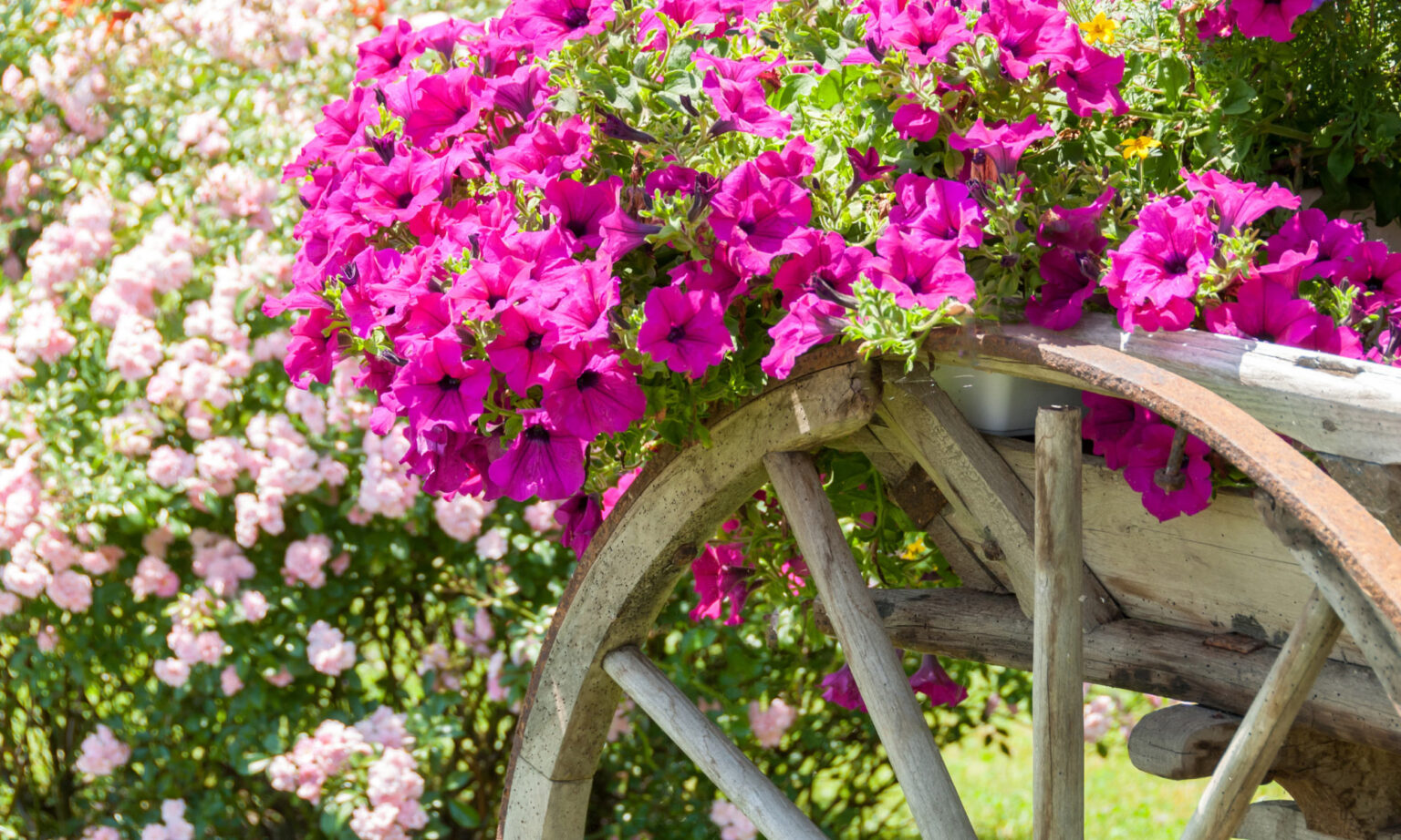 Annual Flowers Newington CT Stonehedge Garden Center